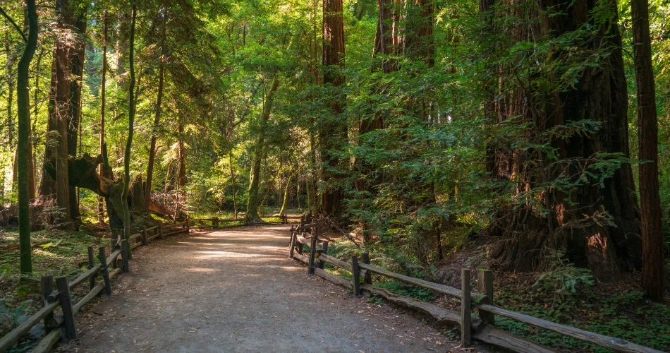 Principales cosas para ver y hacer en Santa Cruz. Playas, paseos marítimos y más.